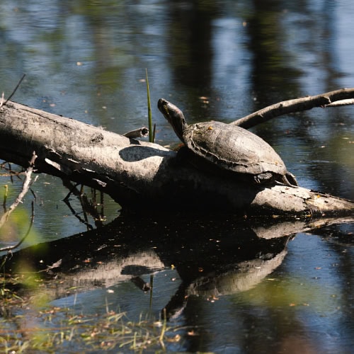 Painted turtle basking on a log in a pond