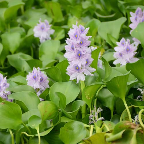 Water hyacinth in bloom