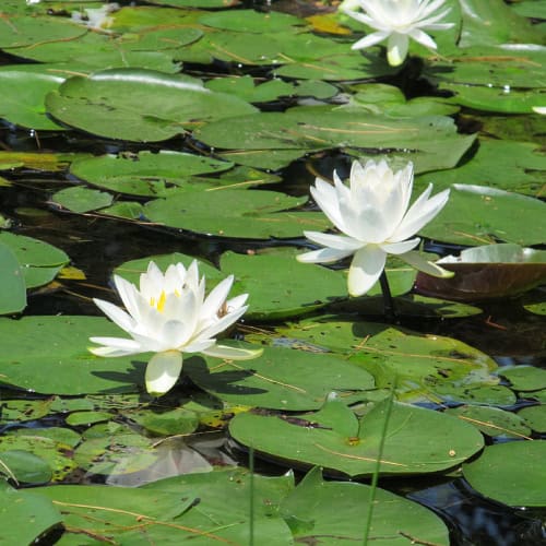 White water lilies in pond