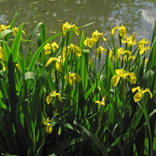 Yellow flag iris next to the water