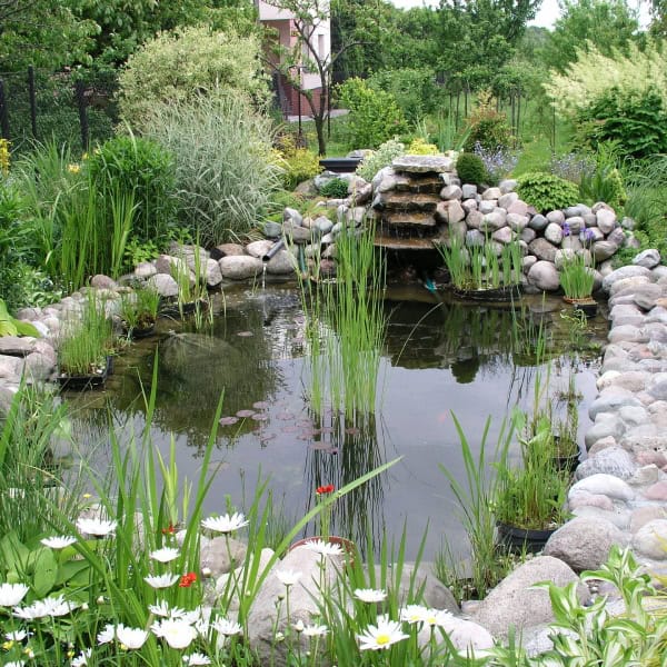 Backyard pond with reeds