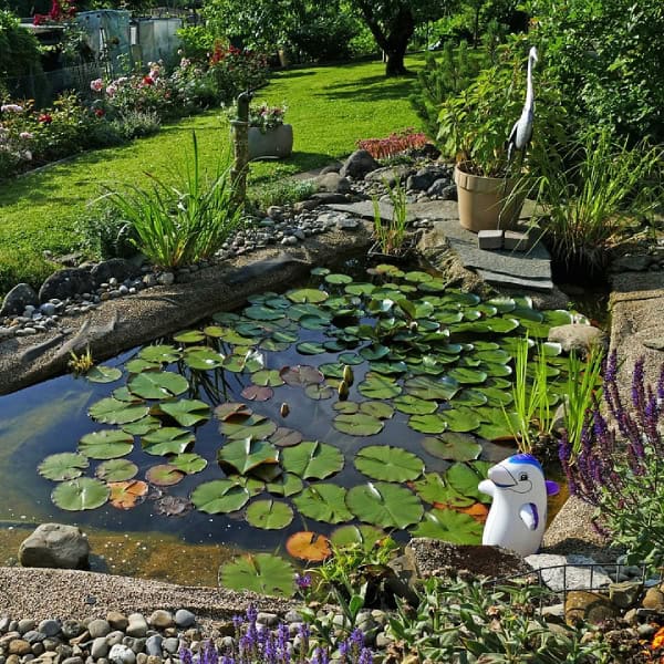 Backyard pond with lily pads
