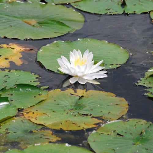 White water lily in pond