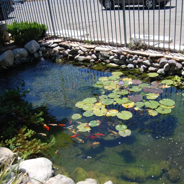 Koi pond with stone edging