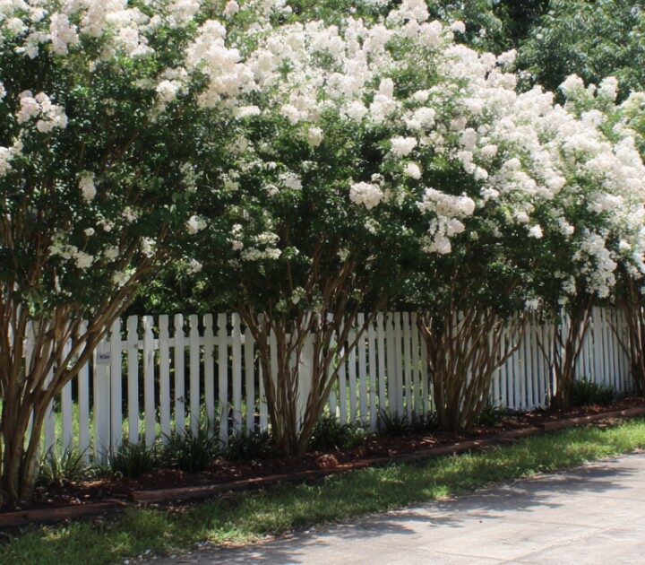 12 Landscaping Ideas with Crepe Myrtles