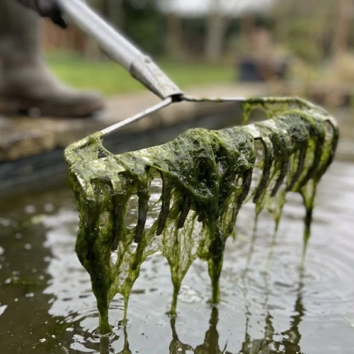 A pond rake or pond net is the quickest way to remove suspended string algae.