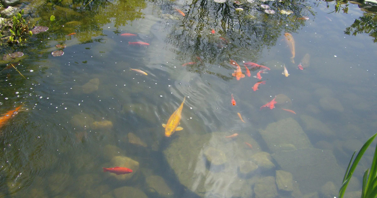 How to Clean Pond Bottom (6 Methods) - Pond Informer