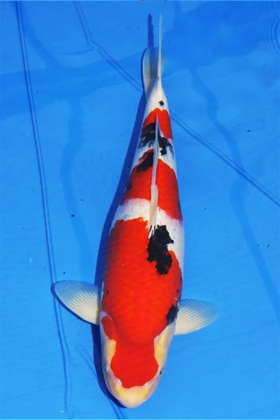 Taisho Sanshoku