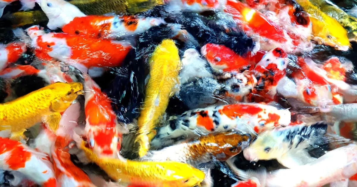 Rare Snake Fish 6 Rarest Koi Fish Colors - Pond Informer